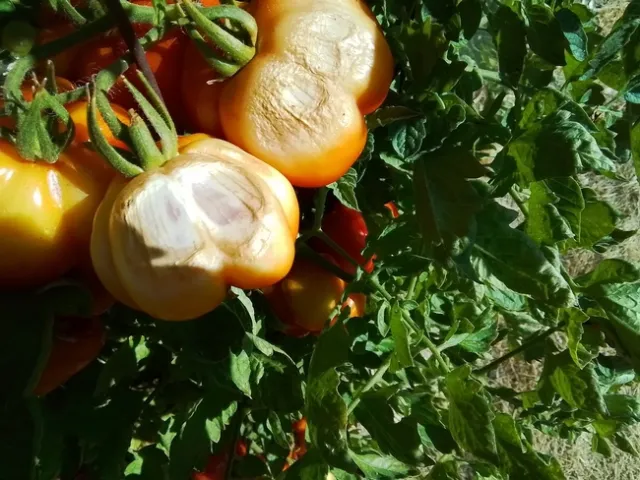 Sunscald or sunburn on a tomato that appears yellow and the skin is leathery.