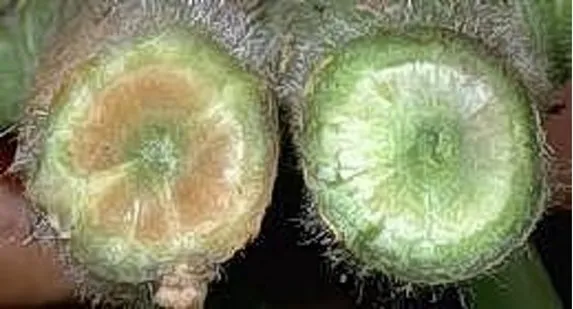 Photo of vascular discoloration typical of both Verticillium and Fusarium