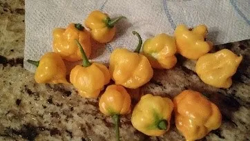 Scotch bonnet. photos by Nanelle Jones-Sullivan
