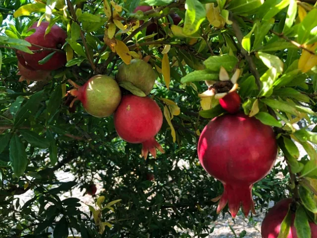 Photo by Jacqueline Shubitowski