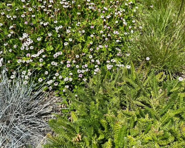 Photo by Jacqueline Shubitowski