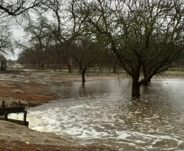 Water gushes with white caps into a dormant almond orchard.