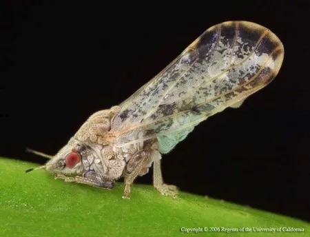 Photo of Asian Citrus Psyllid