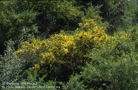 Photo of Scotch Broom