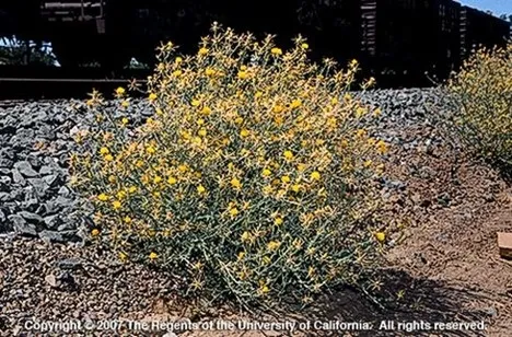 Photo of Yellow Star Thistle