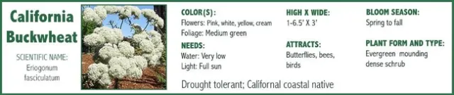 California buckwheat