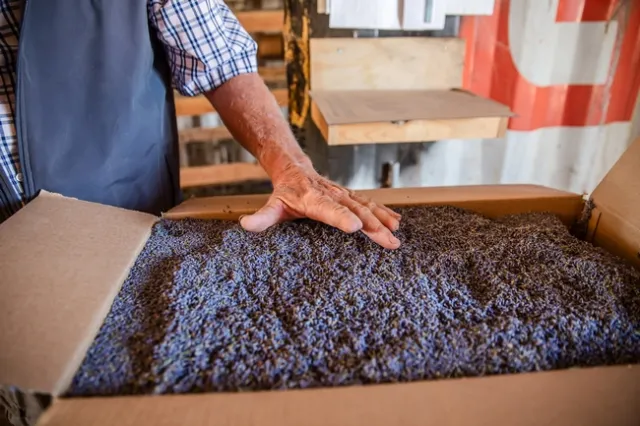 A box of Royal Purple lavender harvested on Gillespie's farm. (Photo