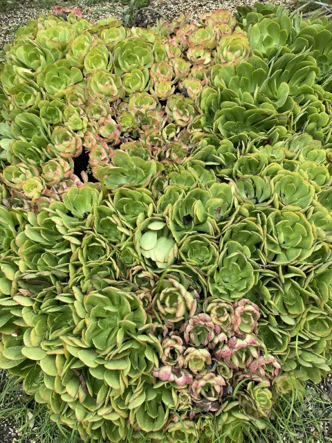 Photo courtesy of Dan Lent