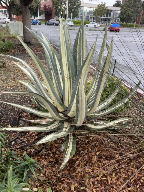 Photo courtesy of Dan Lent