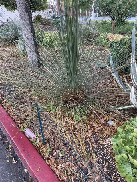 Photo courtesy of Dan Lent