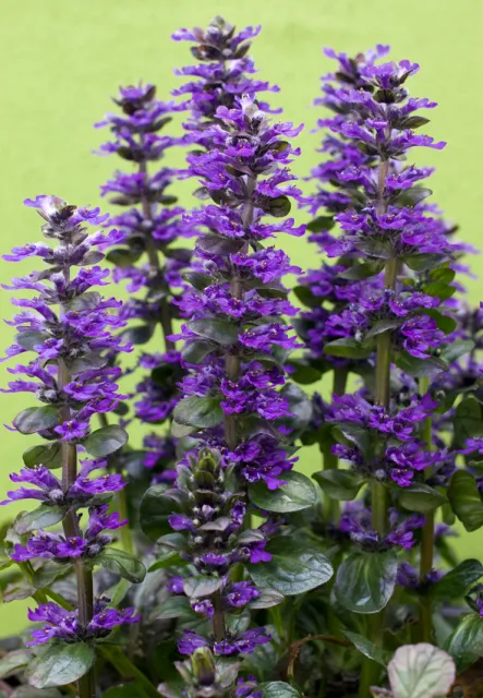 Photo Courtesy of Annie's Annuals & Perennials