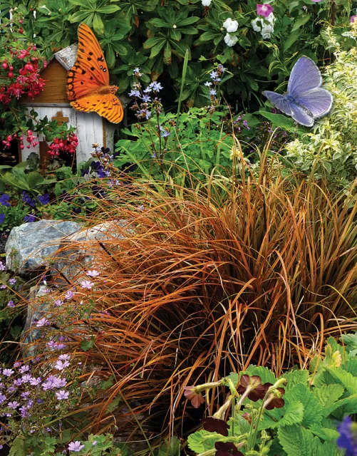Photo Courtesy of Annie's Annuals & Perennials