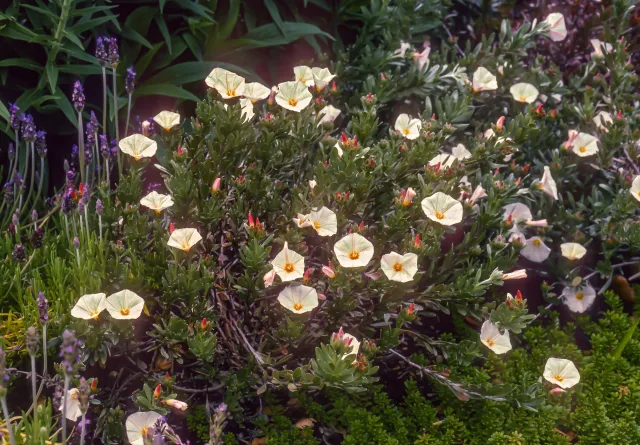 Photo courtesy of WUCOLS