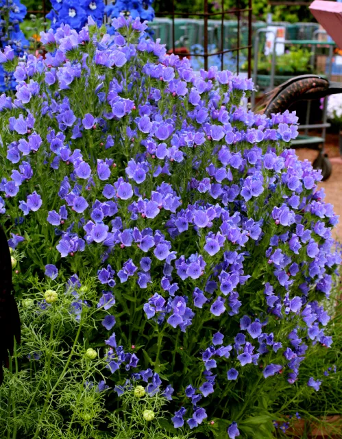 Photo Courtesy of Annie's Annuals & Perennials