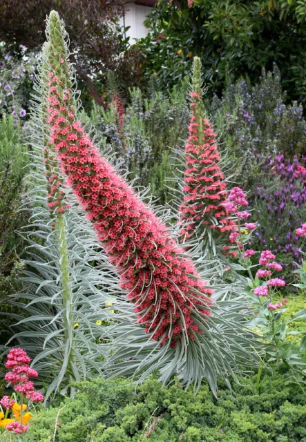 Photo Courtesy of Annie's Annuals & Perennials