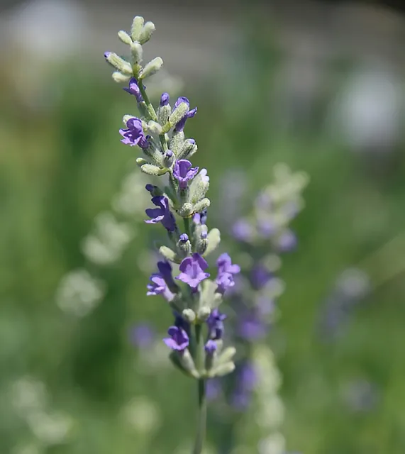 Photo Courtesy of Annie's Annuals & Perennials