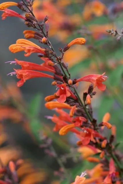 Photo Courtesy of Annie's Annuals & Perennials