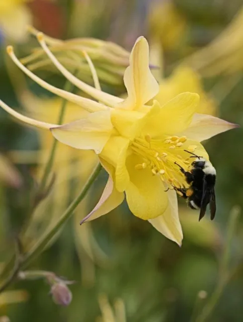 Photo Courtesy of Annie's Annuals & Perennials