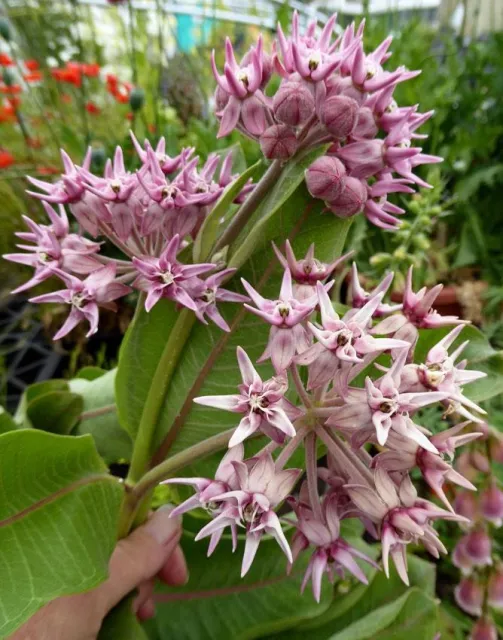 Photo Courtesy of Annie's Annuals & Perennials