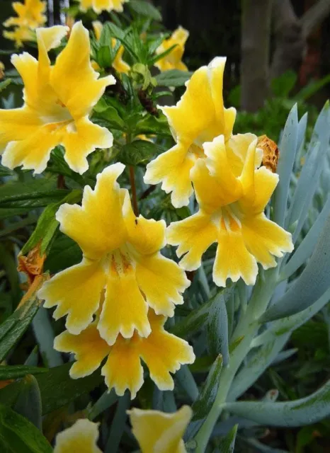 Photo Courtesy of Annie's Annuals & Perennials