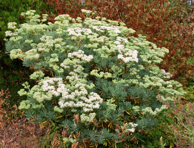 Photo Courtesy of Annie's Annuals & Perennials