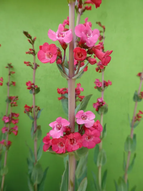 Photo Courtesy of Annie's Annuals & Perennials