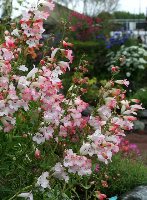 Photo Courtesy of Annie's Annuals & Perennials