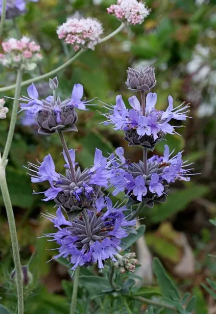 Photo Courtesy of Annie's Annuals & Perennials