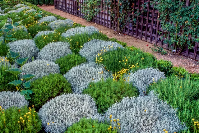 Santolina chamaecyparissus