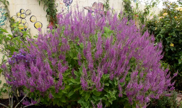 teucrium_betonicum_01