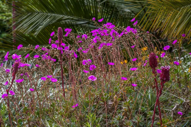 Photo courtesy of WUCOLS