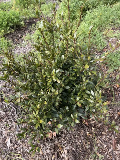 Photo courtesy of Dan Lent