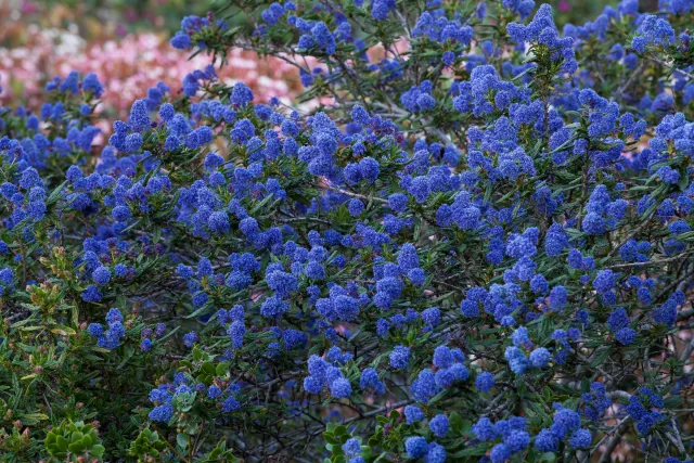 Photo courtesy of WUCOLS