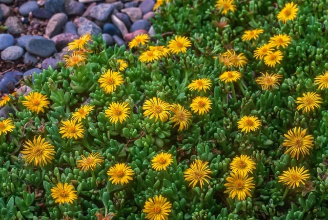 Photo courtesy of WUCOLS