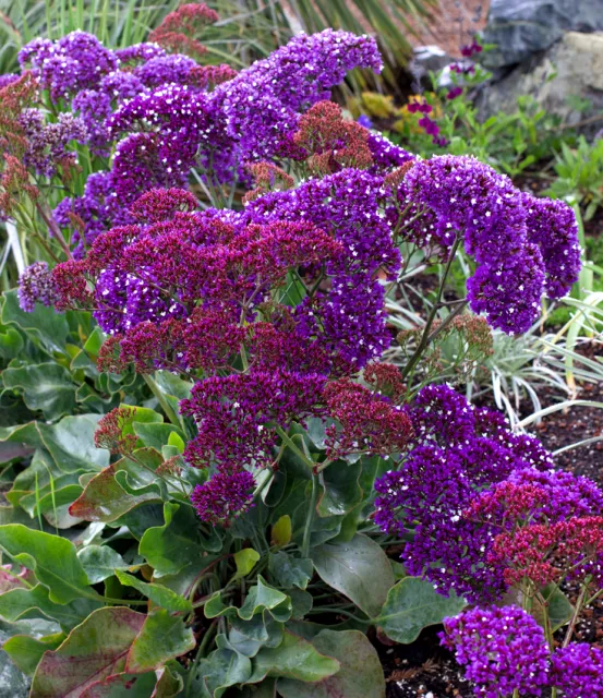 Photo Courtesy of Annie's Annuals & Perennials