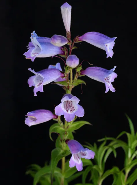 Photo Courtesy of Annie's Annuals & Perennials