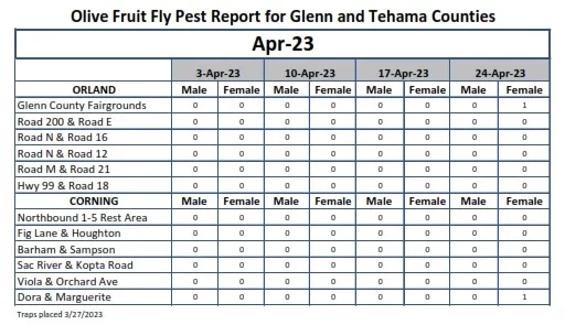 Olive Fruit Fly Counts Excel Spreadsheet for the Website - April 2023
