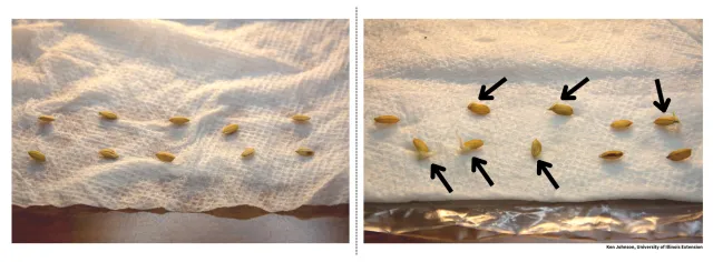 Two photographs of seeds on a paper towel. The left shows sprouted seeds, while the right highlights germination with roots emerging from some seeds, indicated by black arrows.