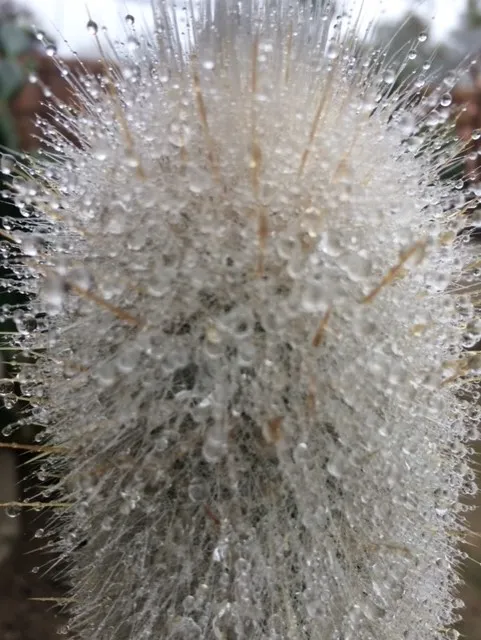 photos by Jennifer DeDora