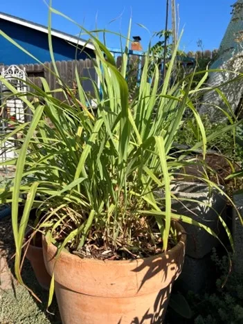 photos by Tina Saravia