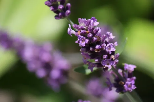 Echter Lavendel (Lavandula angustifolia) by blumenbiene is licensed under CC BY 2.0.