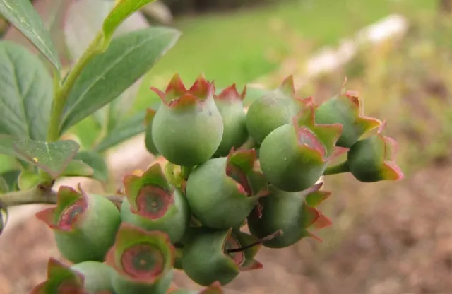 Blueberries forming in early spring. Jeanette Alosi