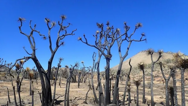 Non-native grasses are invading vast swaths of southern California. Those grasses feed wildfire, including the recent York Fire in the Mojave Desert. Recent fires have torched more than a million of the iconic Joshua trees native to the region. (Ziarnek-Krzysztof/Wikimedia Commons)