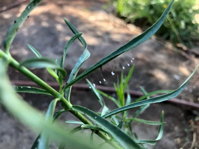 Lacewing eggs on narrow leaf milkweed at the Clovis Botanical Garden. (Photo: Rodger Pachelbel)