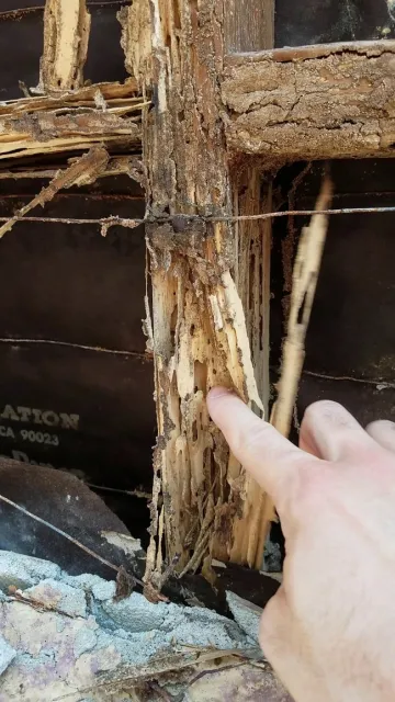 A través de sus numerosas colonias, esta termita puede convertir la madera en un tipo de “pastel esponjoso”, dijo Siavash Taravati, asesor sobre el Manejo Integrado de Plagas Urbanas de Extensión Cooperativa. Fotografía por Siavash Taravat
