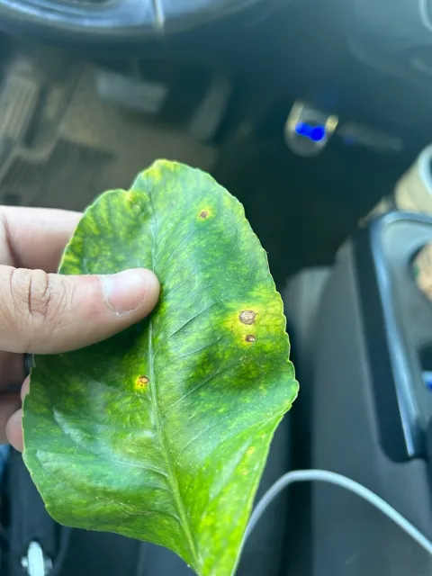 citrus edema leaf halo
