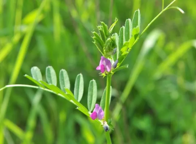 2023 Fall CoverCrops01