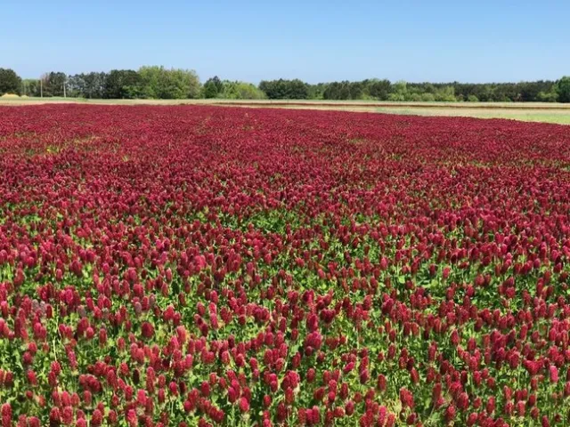 2023 Fall CoverCrops02