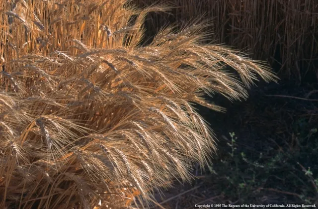 Close up of wheat in the field.