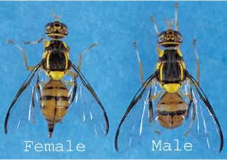 Oriental fruit fly adult male and female.